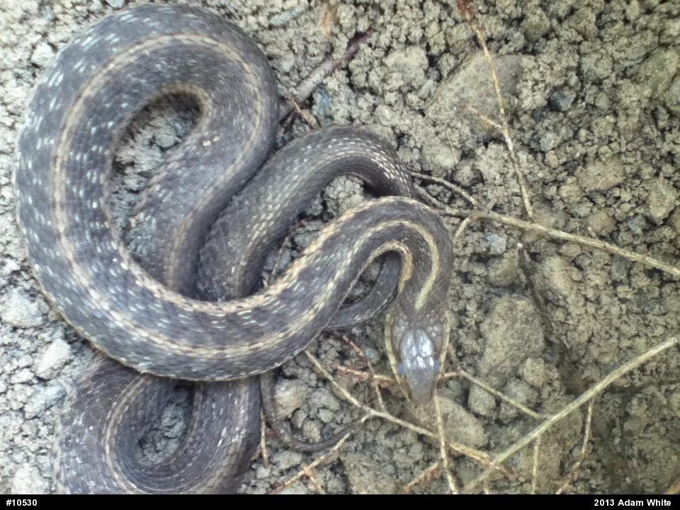 Eastern Gartersnake