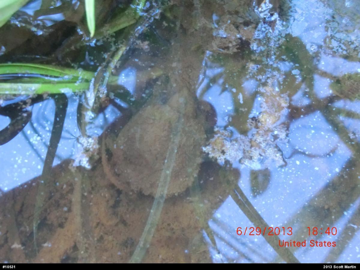 Snapping Turtle