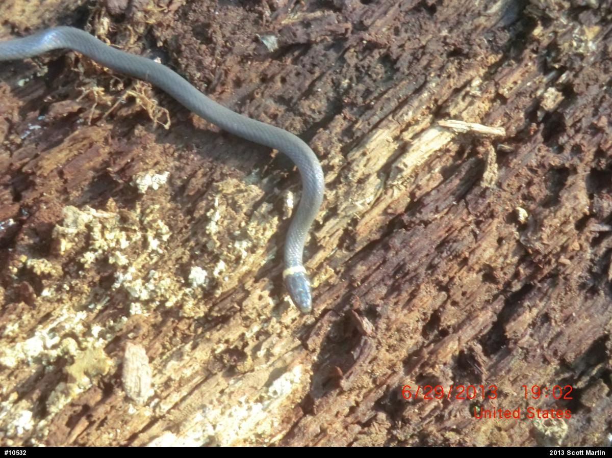 Northern Ring-necked Snake