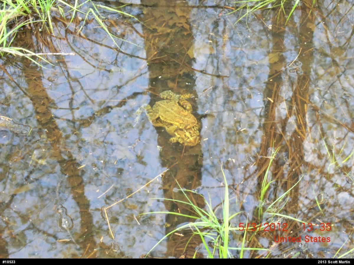 Eastern American Toad