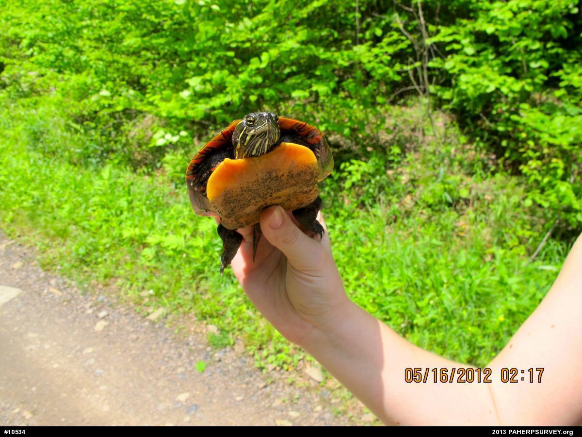 Midland Painted Turtle