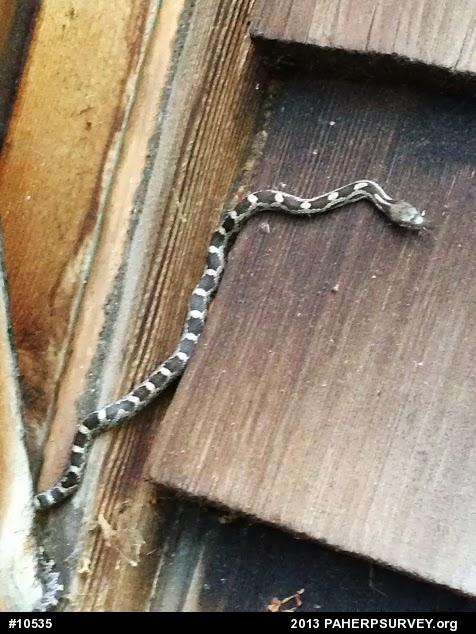 Eastern Ratsnake