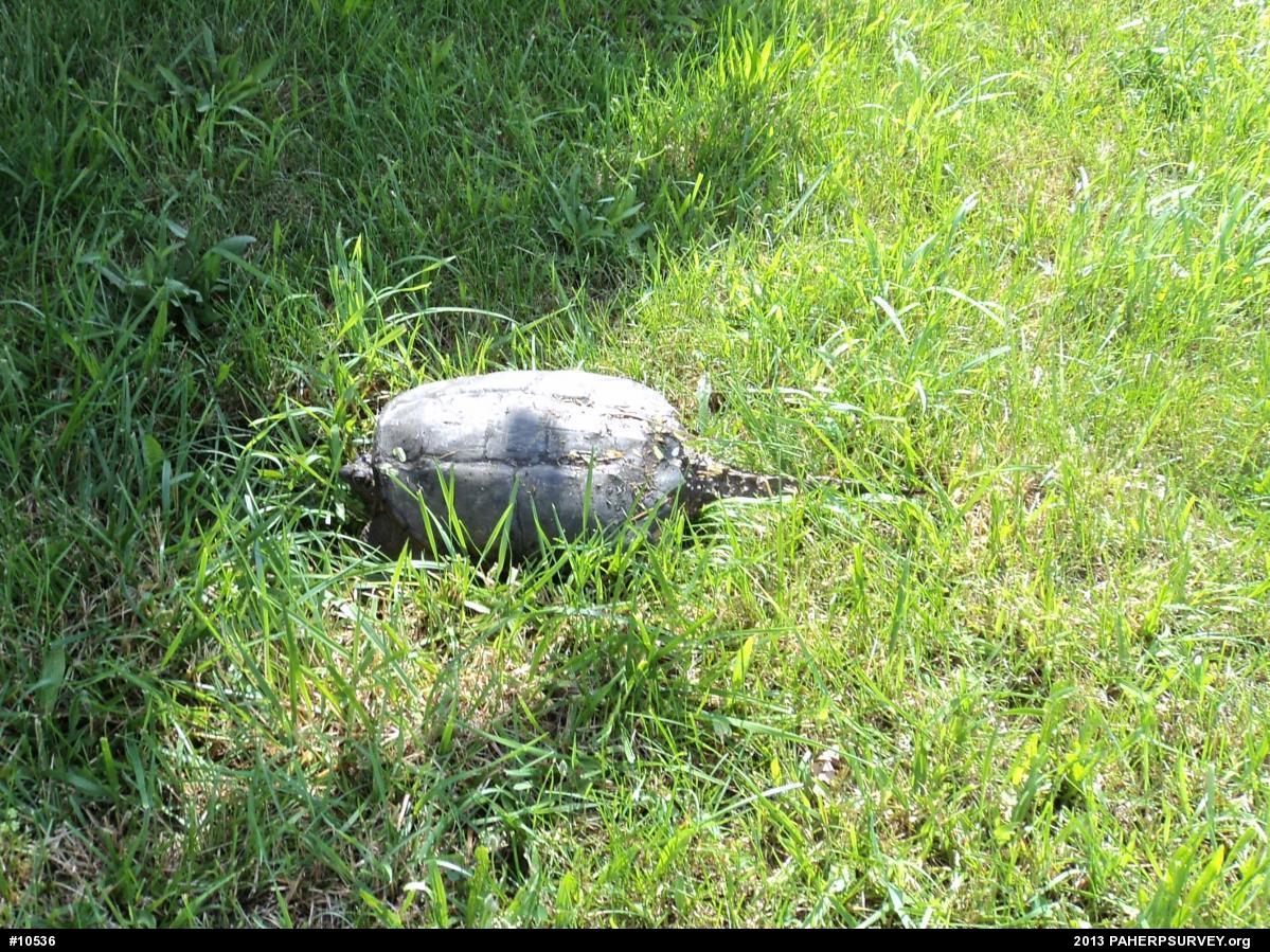 Snapping Turtle