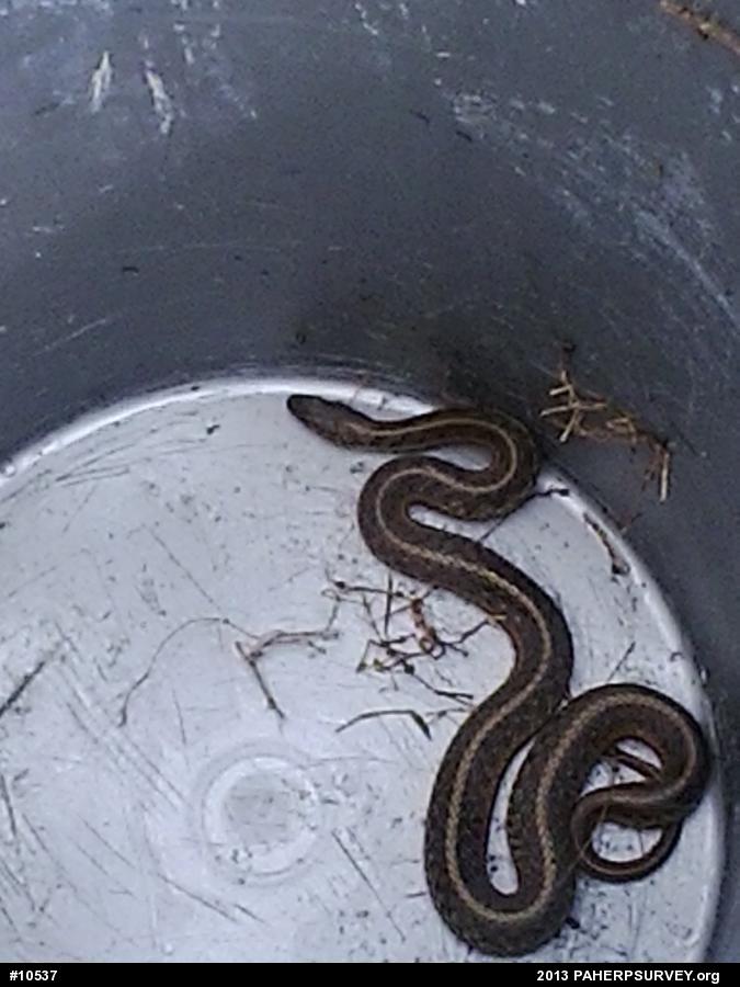 Eastern Gartersnake