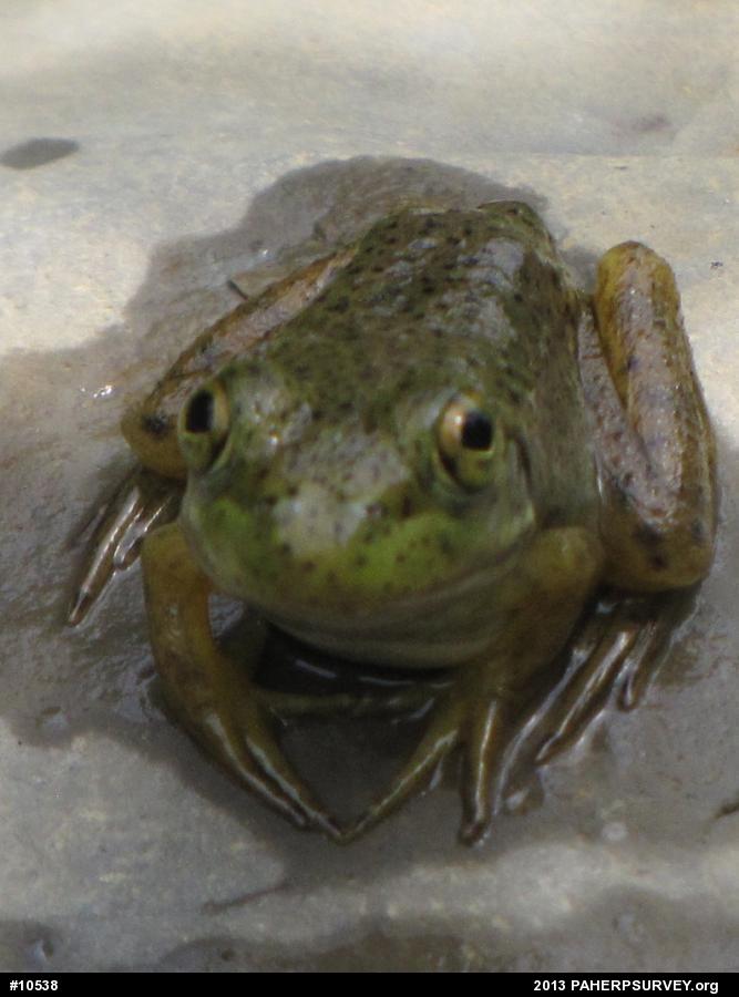 American Bullfrog