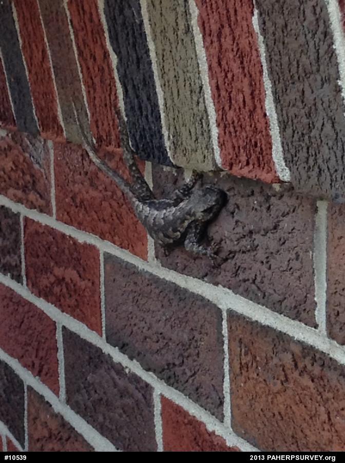 Eastern Fence Lizard