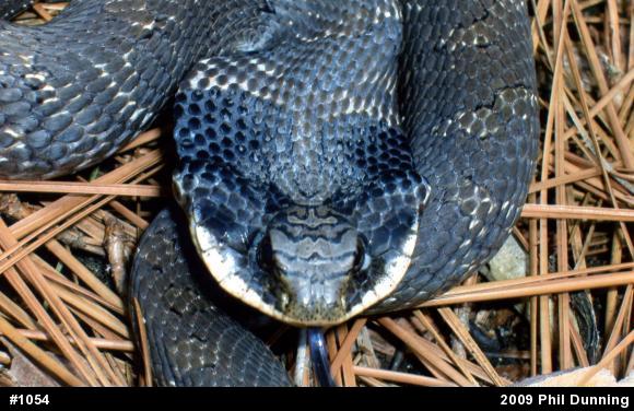 Eastern Hog-nosed Snake