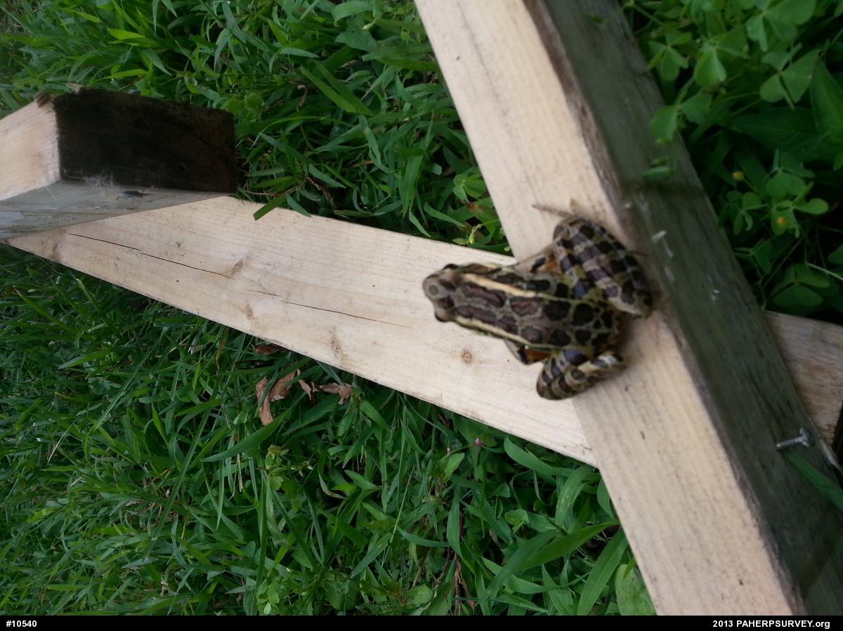 Pickerel Frog