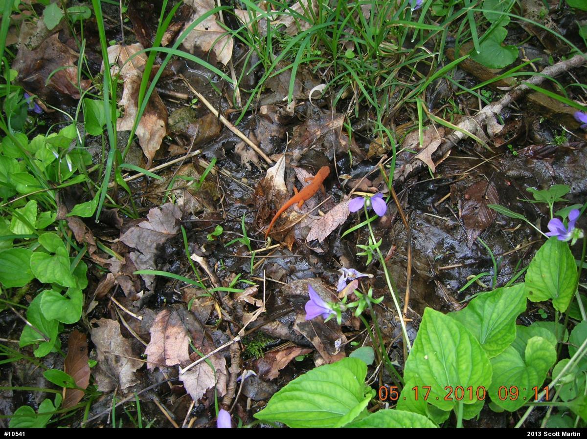Red-spotted Newt