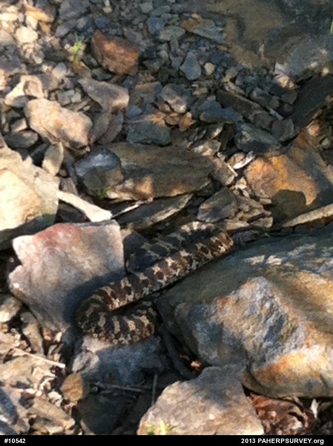 Eastern Hog-nosed Snake