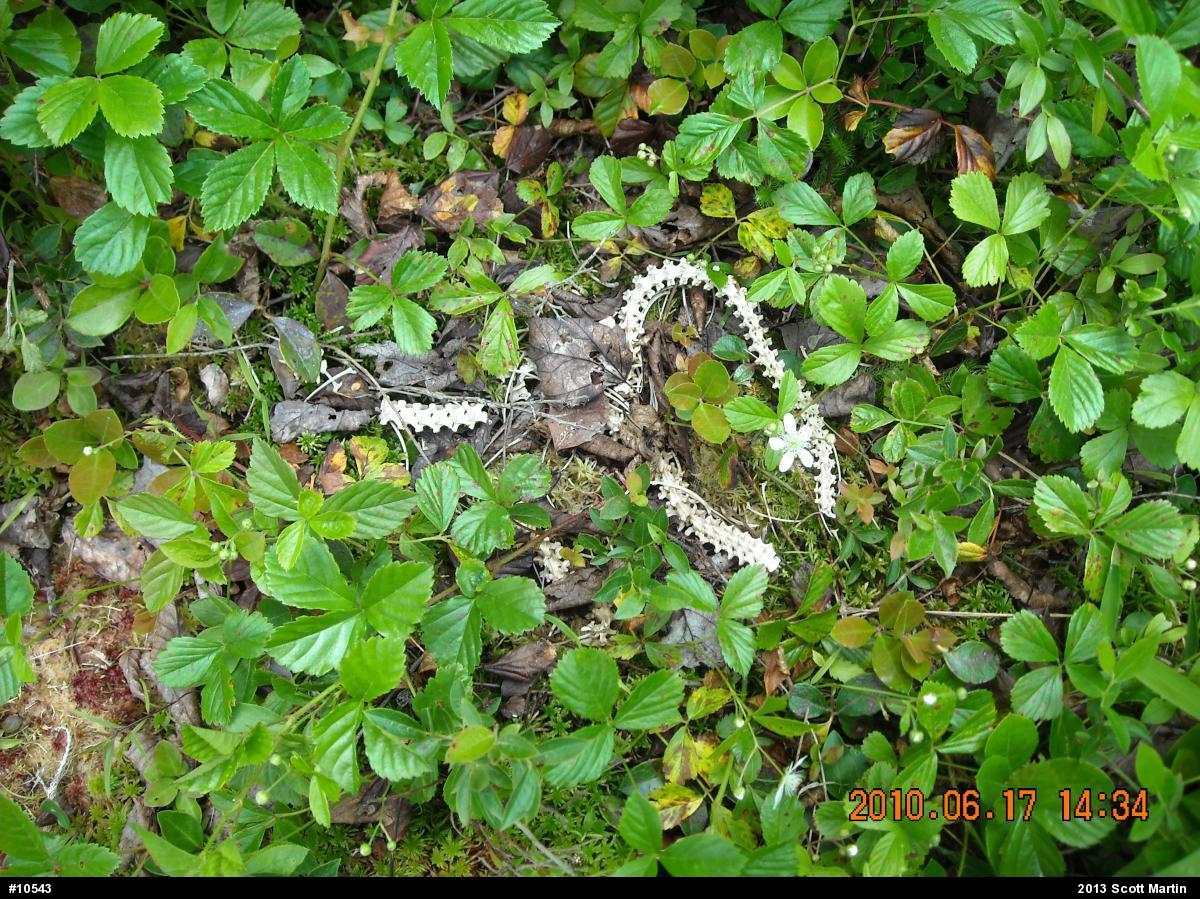 Timber Rattlesnake