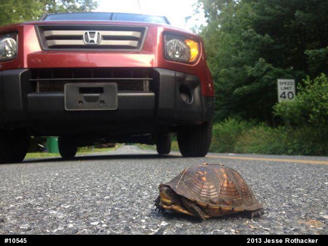 Eastern Box Turtle