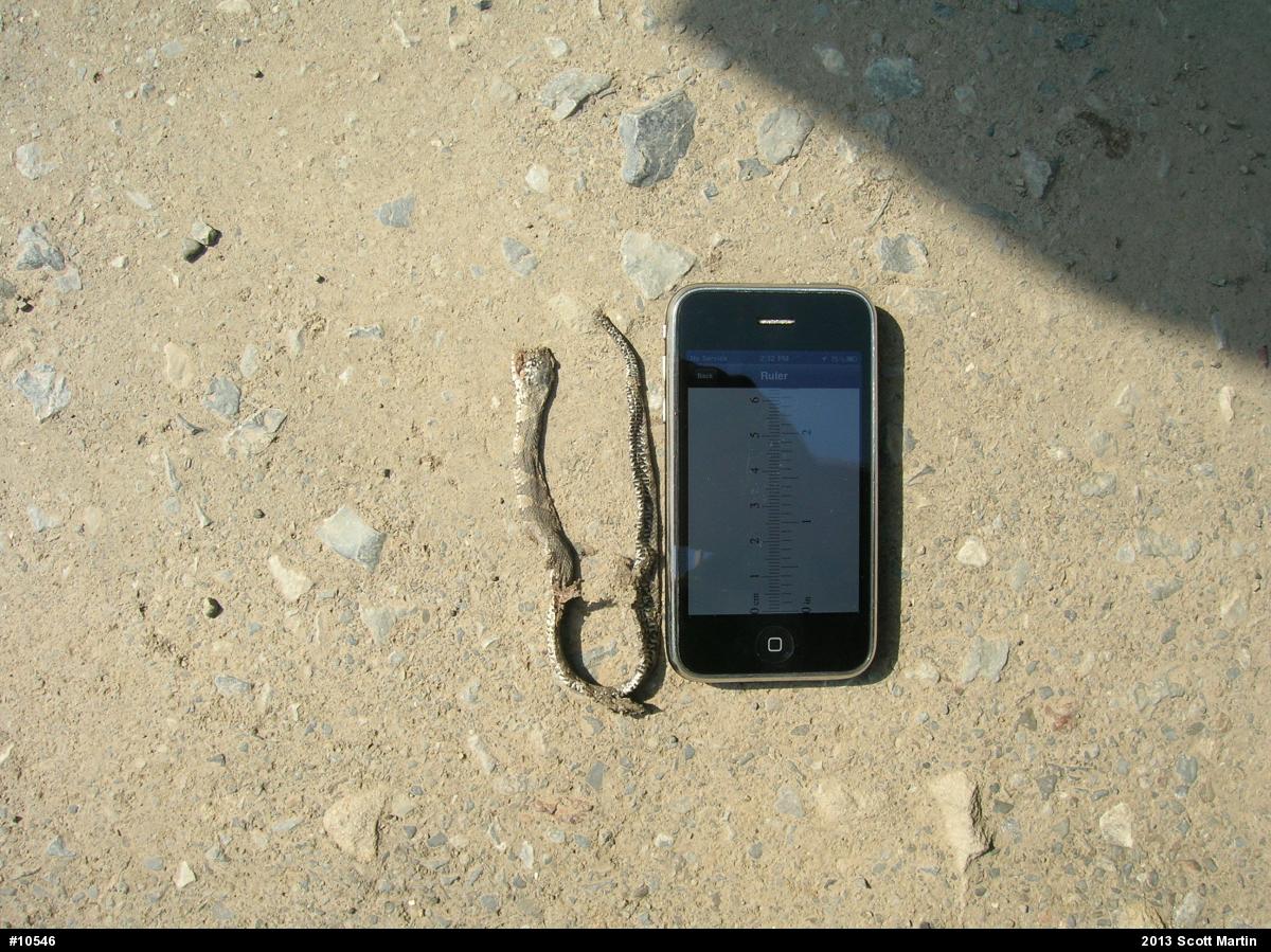 Northern Watersnake