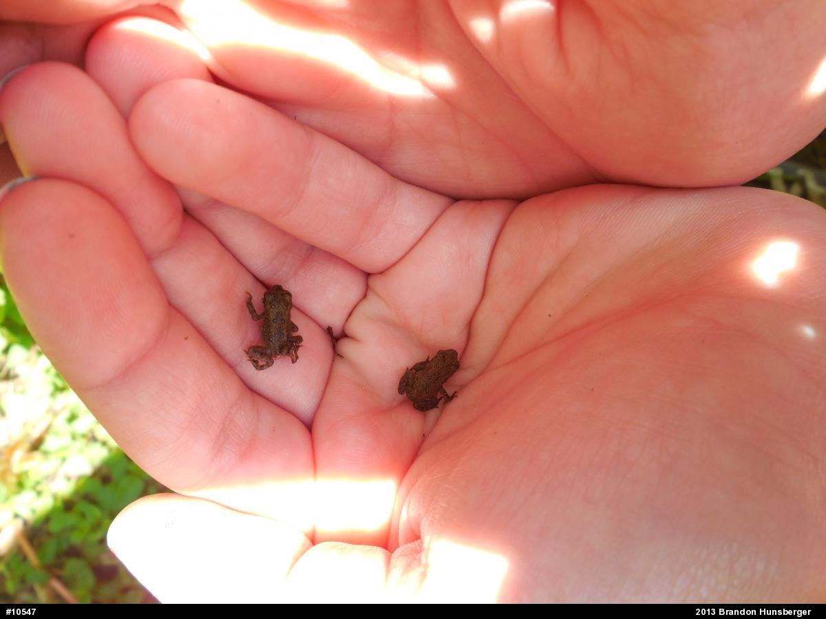 True Toads