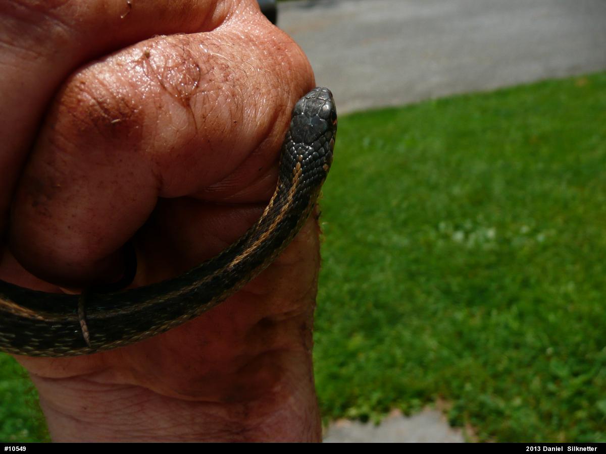Eastern Gartersnake