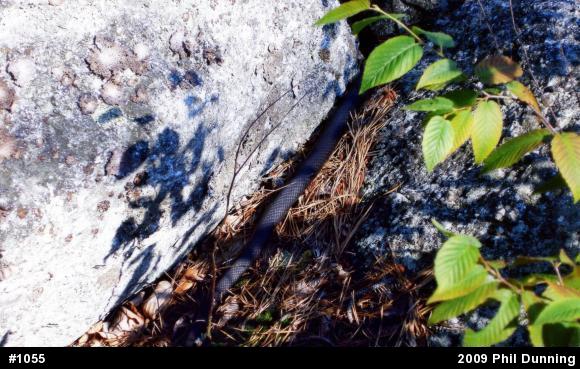Northern Black Racer