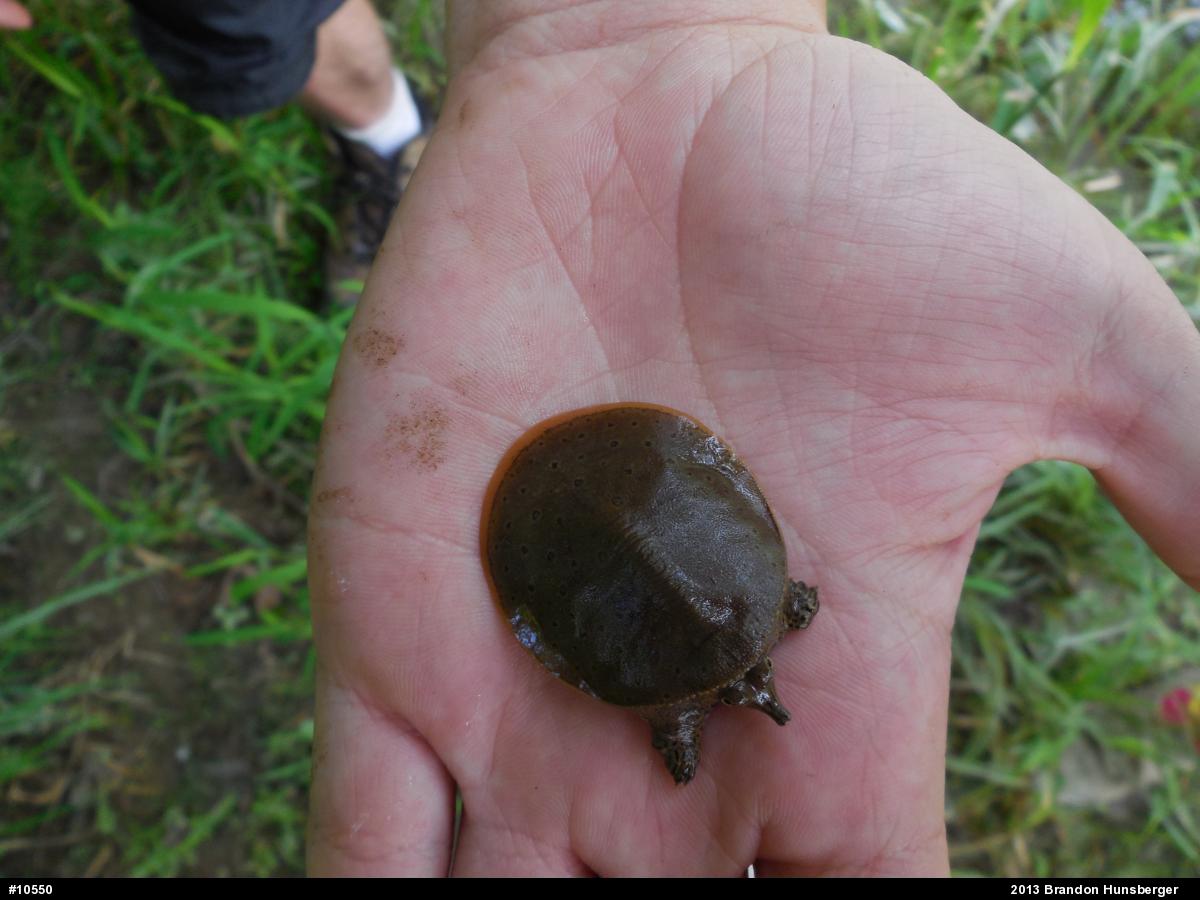 Eastern Spiny Softshell