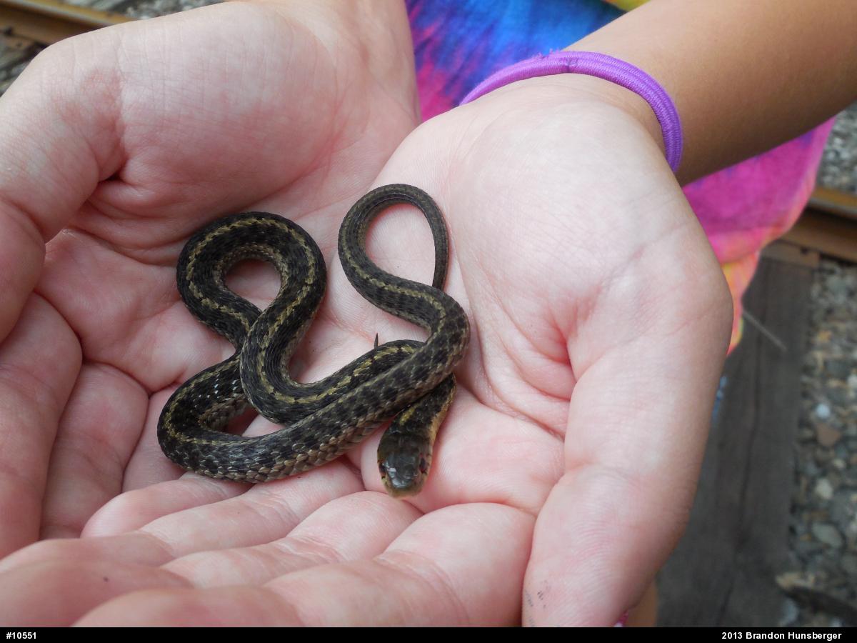Eastern Gartersnake
