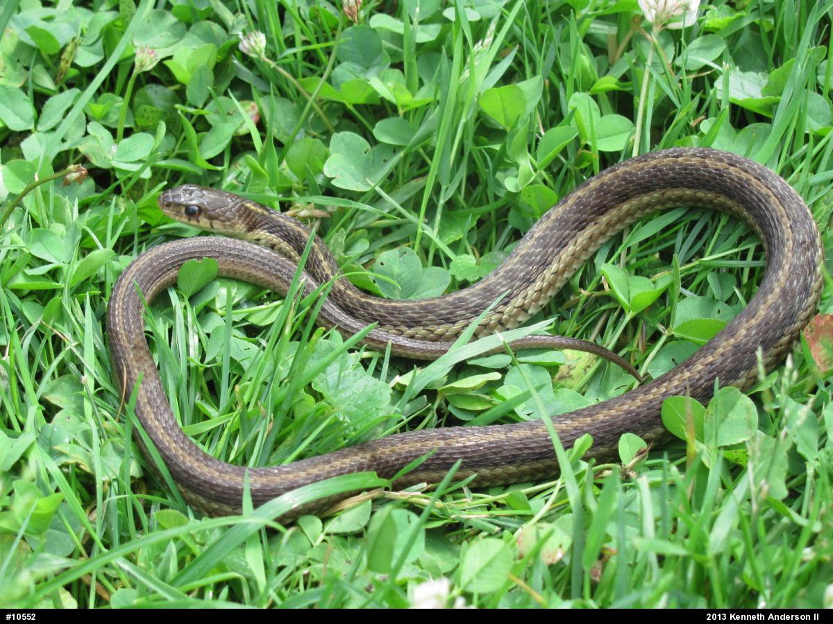 Eastern Gartersnake