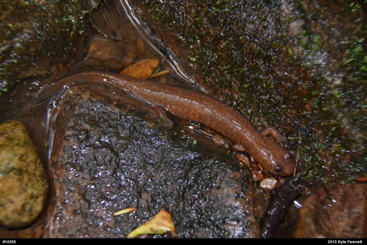 Northern Spring Salamander