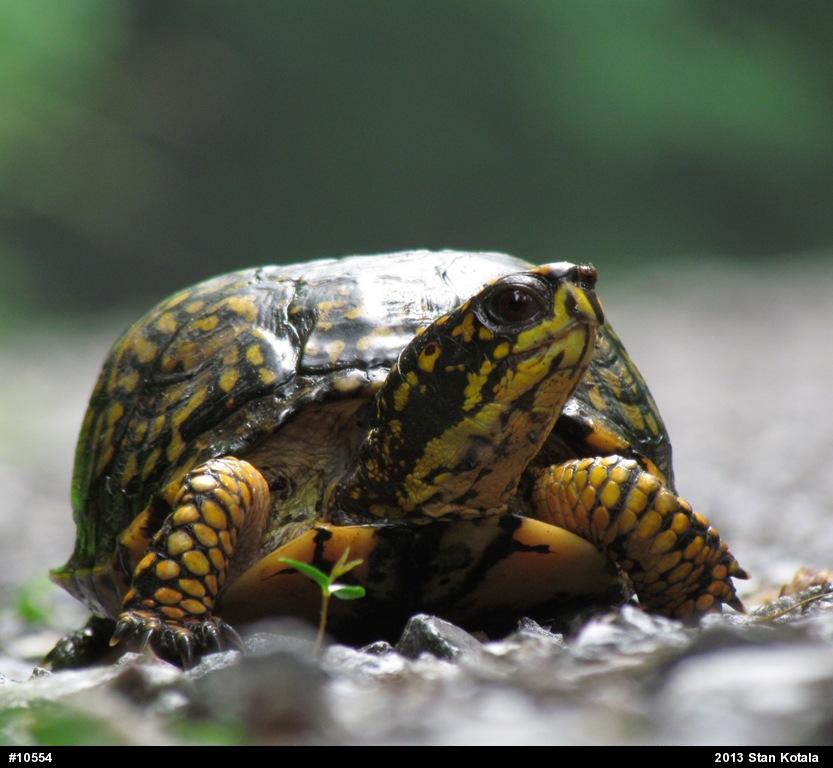 Eastern Box Turtle