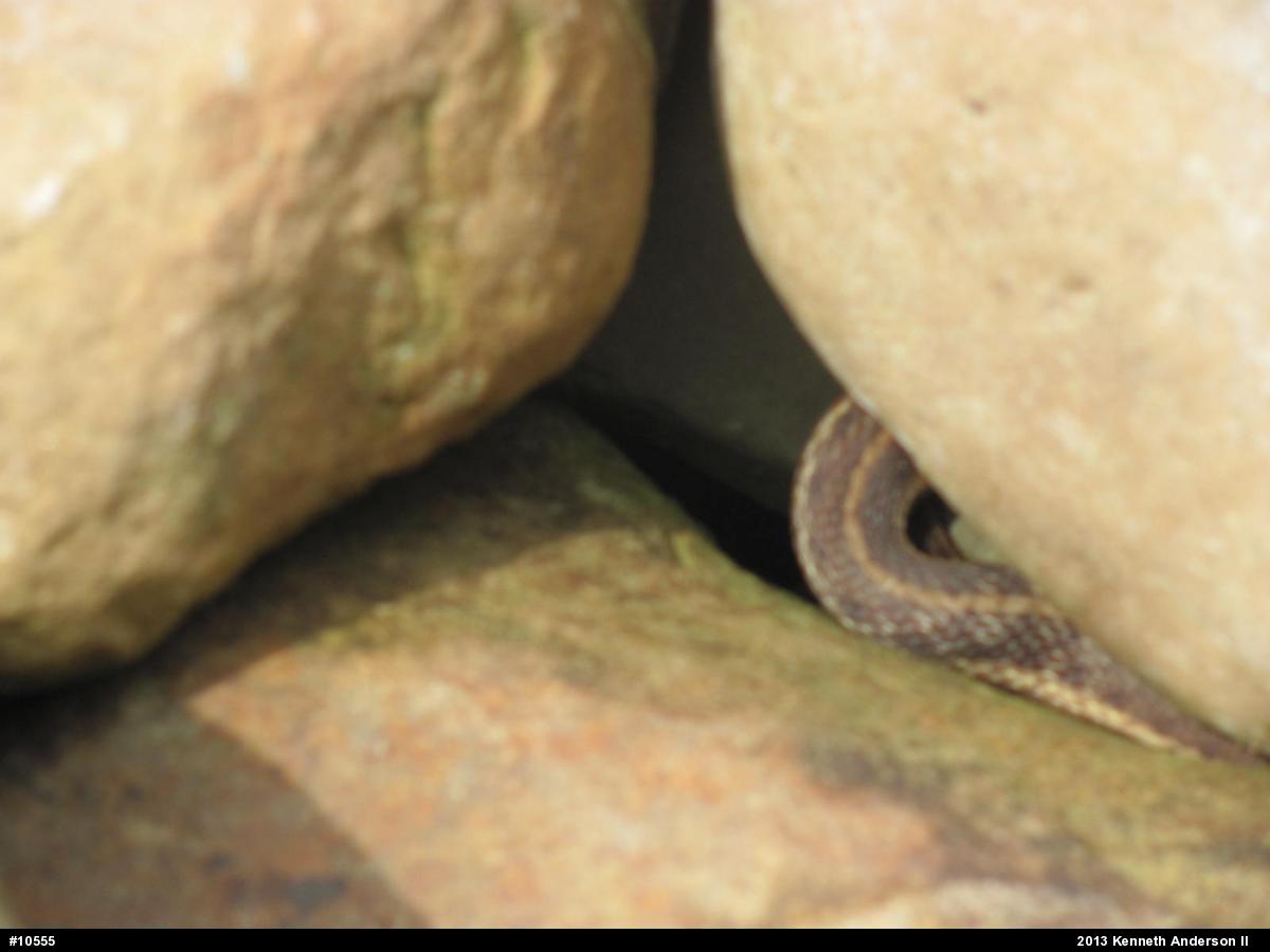 Eastern Gartersnake