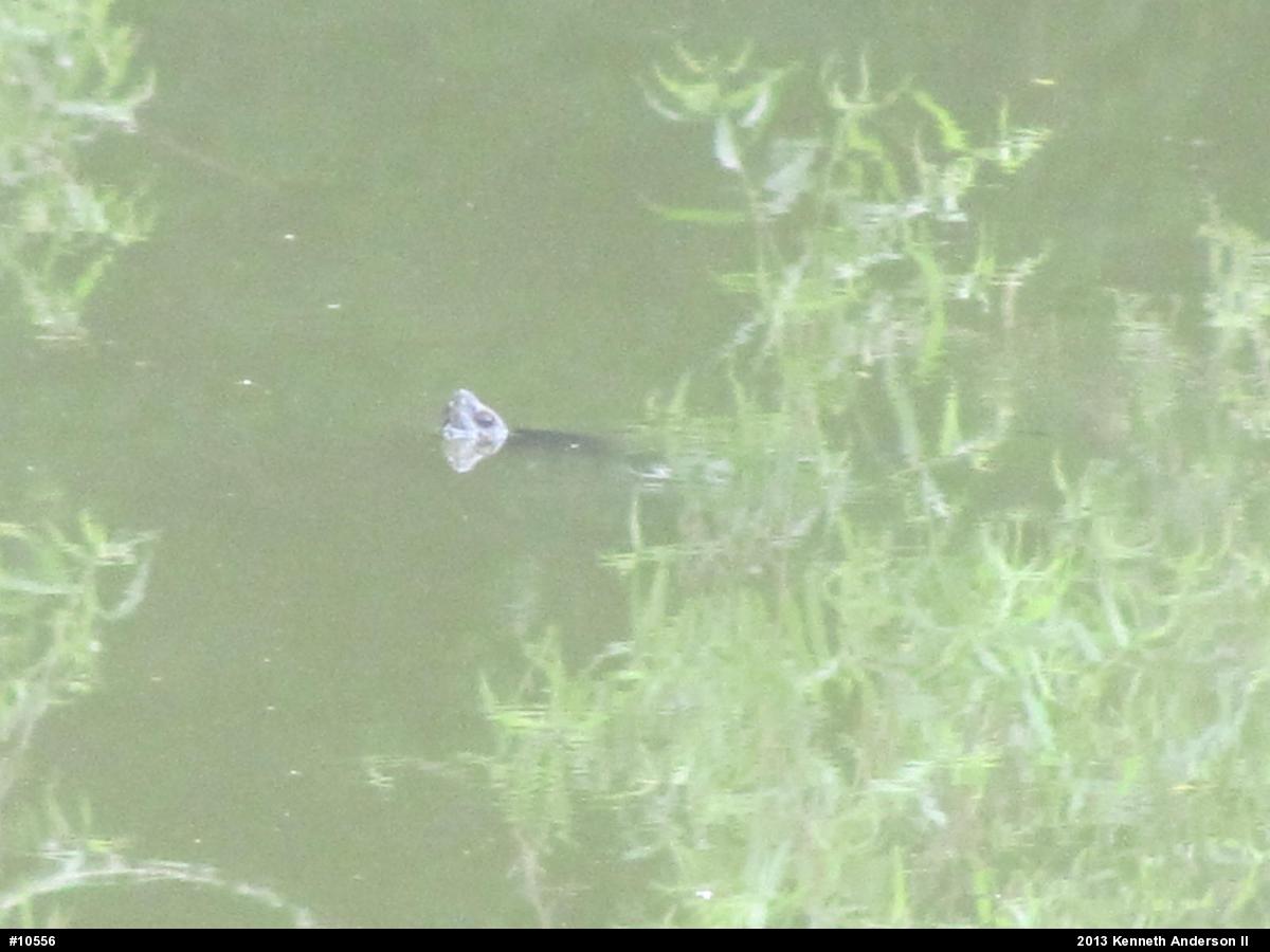 Midland Painted Turtle