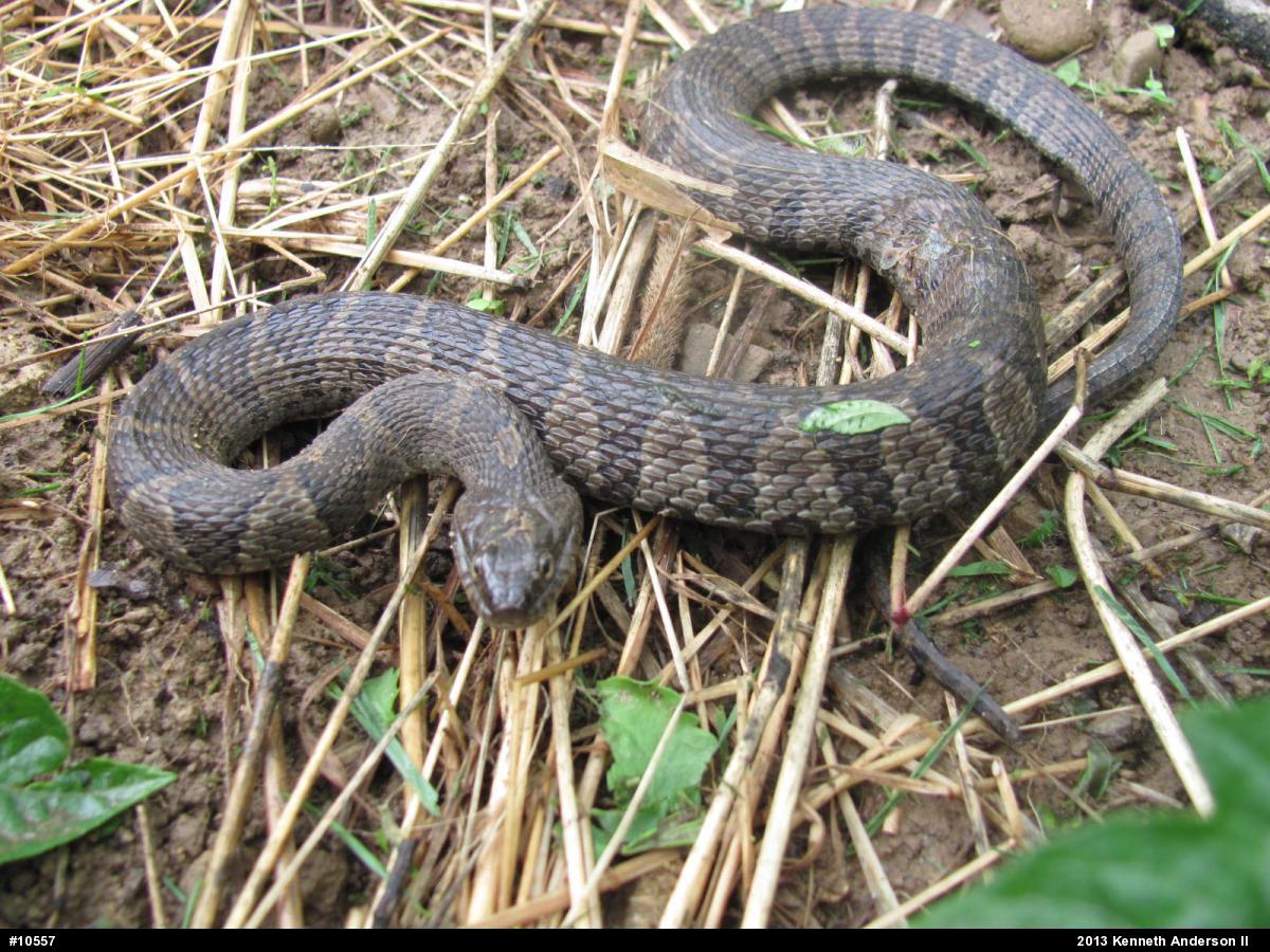 Northern Watersnake