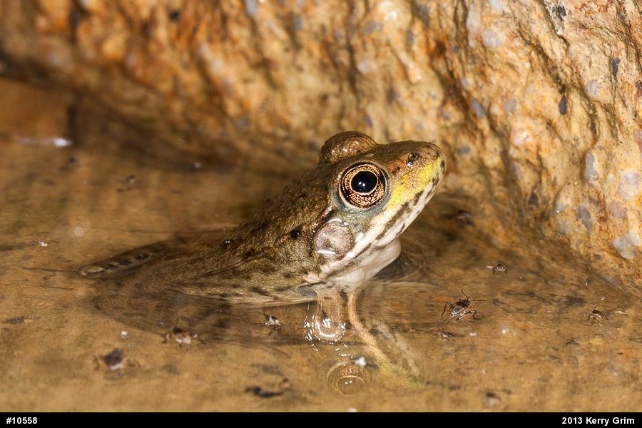Green Frog