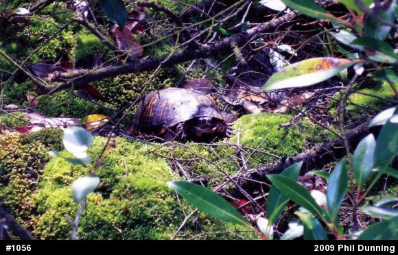 Eastern Box Turtle