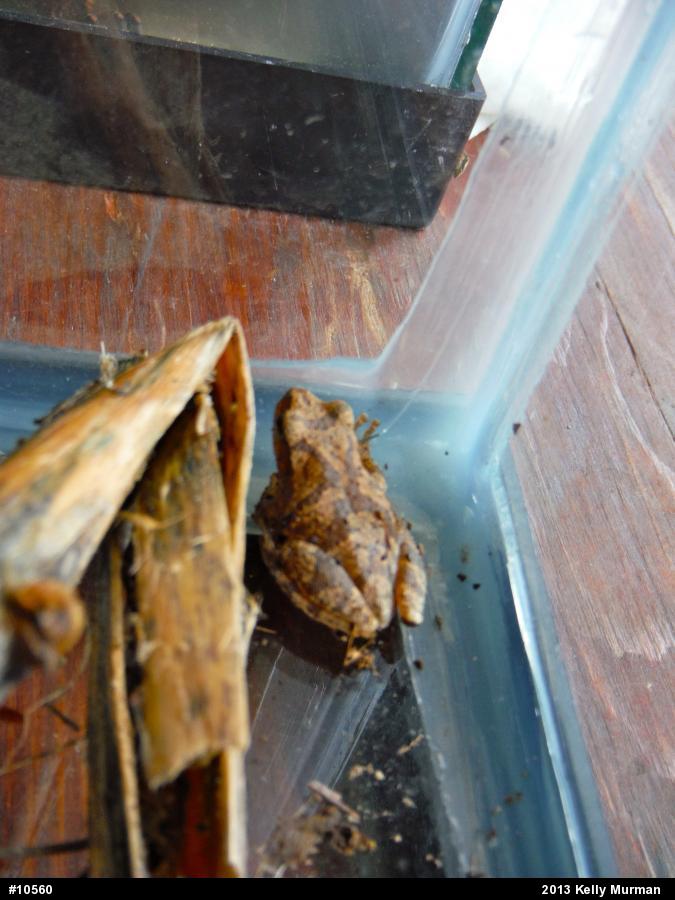 Spring Peeper