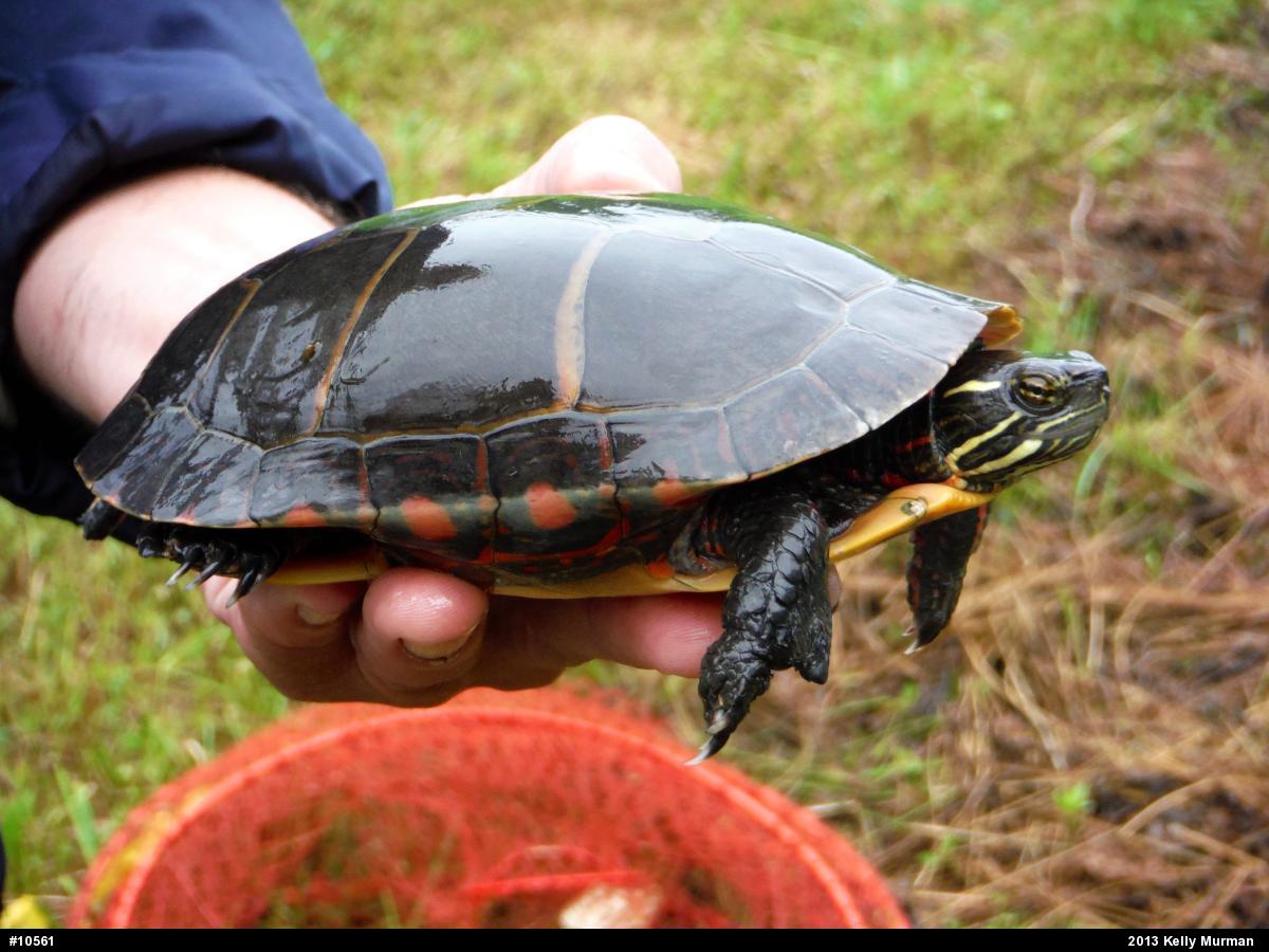 Eastern Painted Turtle
