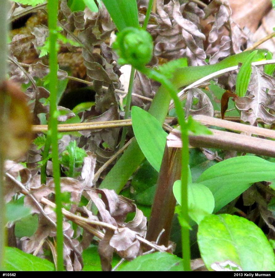 Smooth Greensnake
