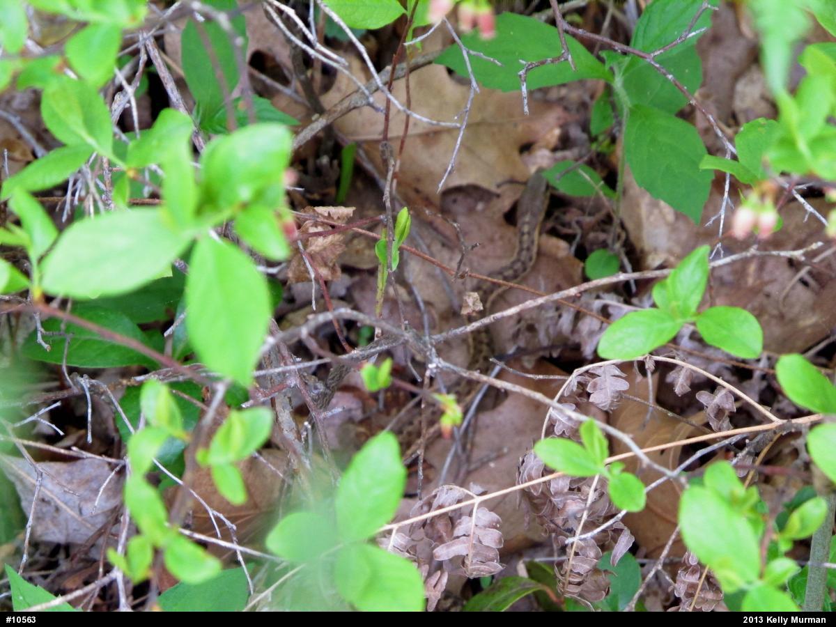 Eastern Gartersnake
