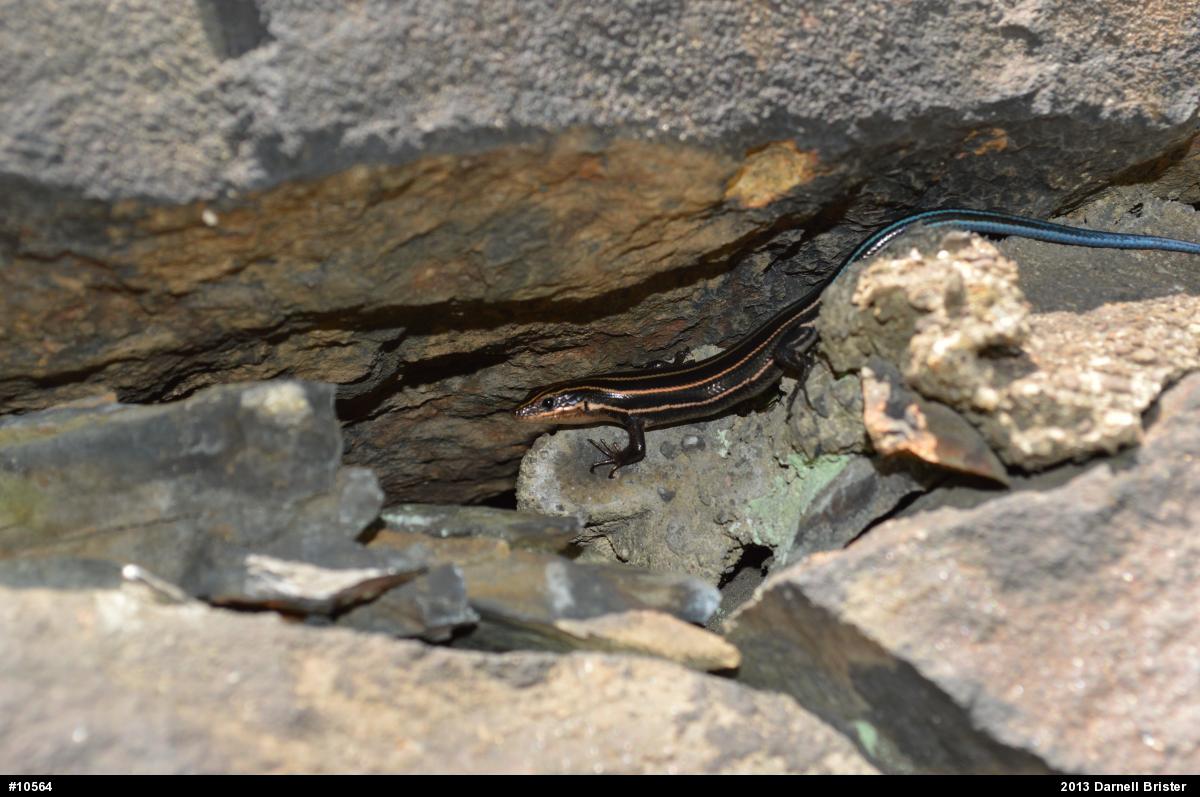 Common Five-lined Skink