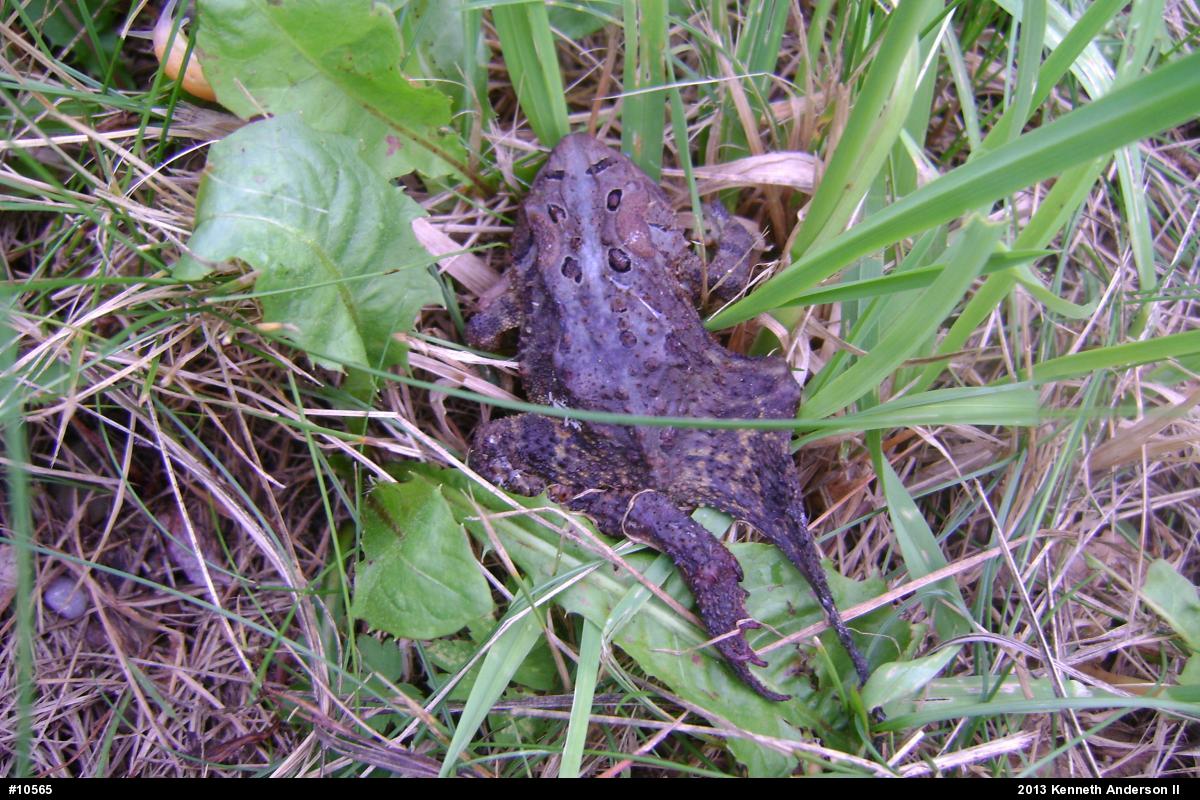 Eastern American Toad