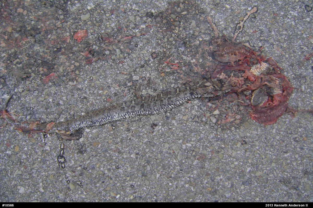 Northern Watersnake
