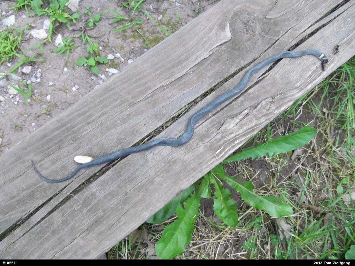 Northern Ring-necked Snake