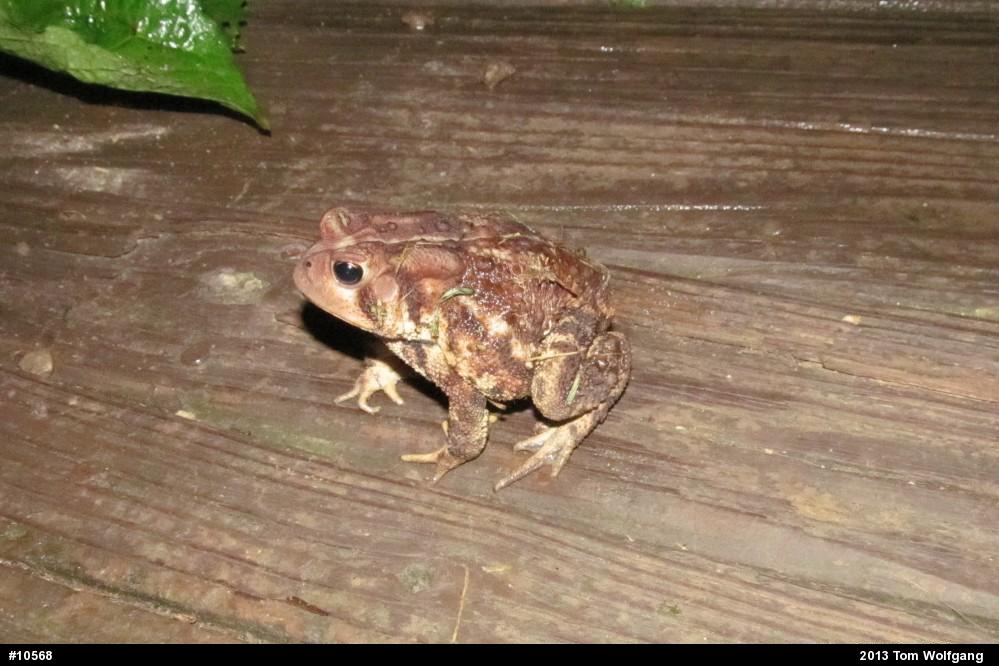 Eastern American Toad