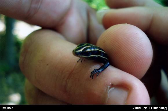Common Five-lined Skink