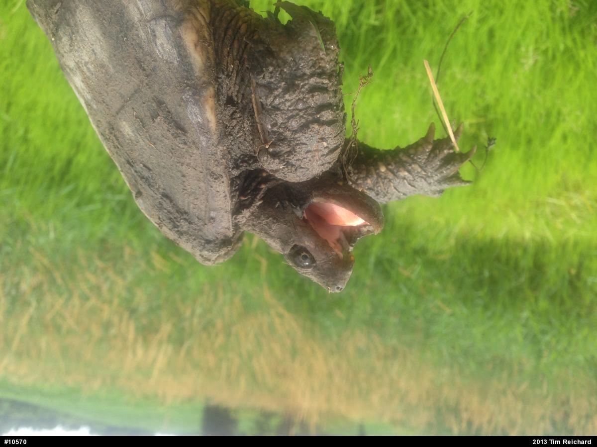 Snapping Turtle