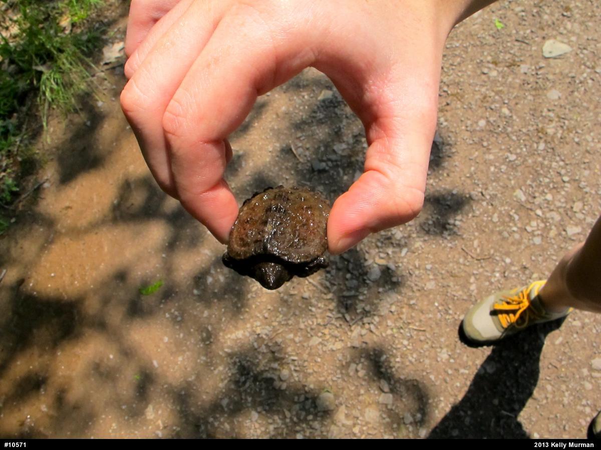 Snapping Turtle