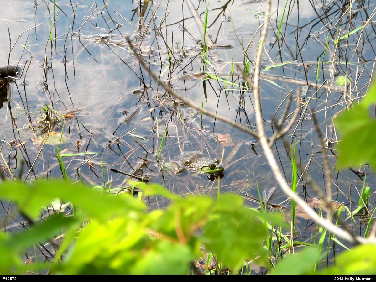 American Bullfrog