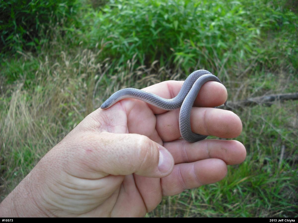Eastern Wormsnake