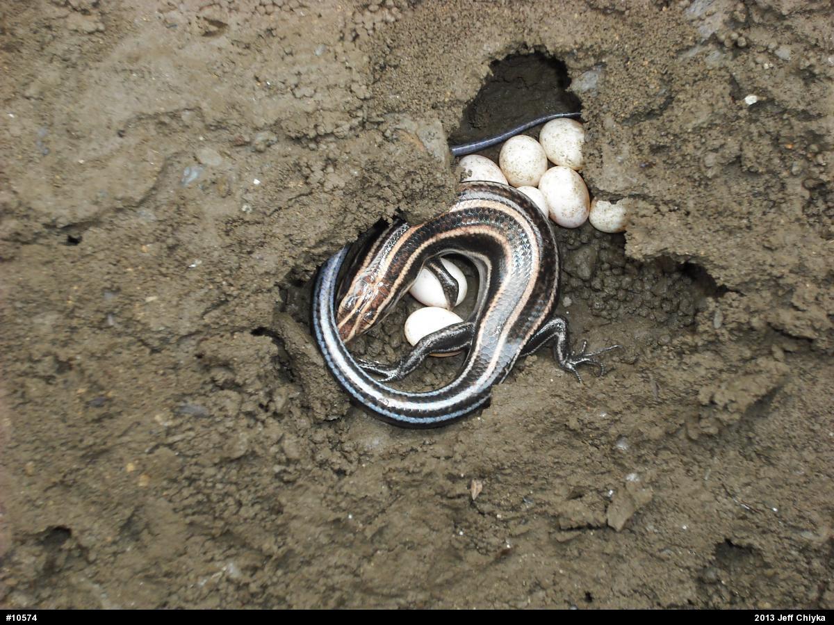 Common Five-lined Skink