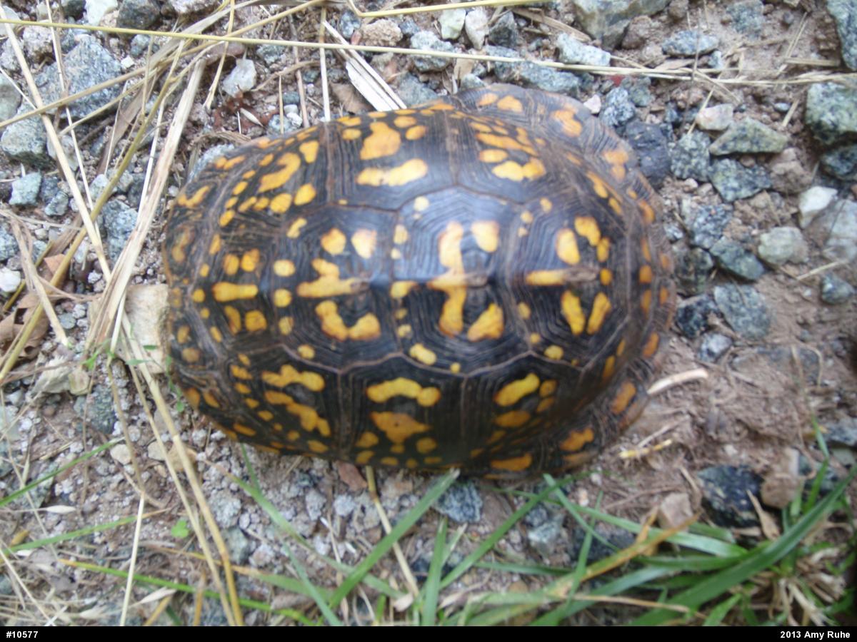 Eastern Box Turtle
