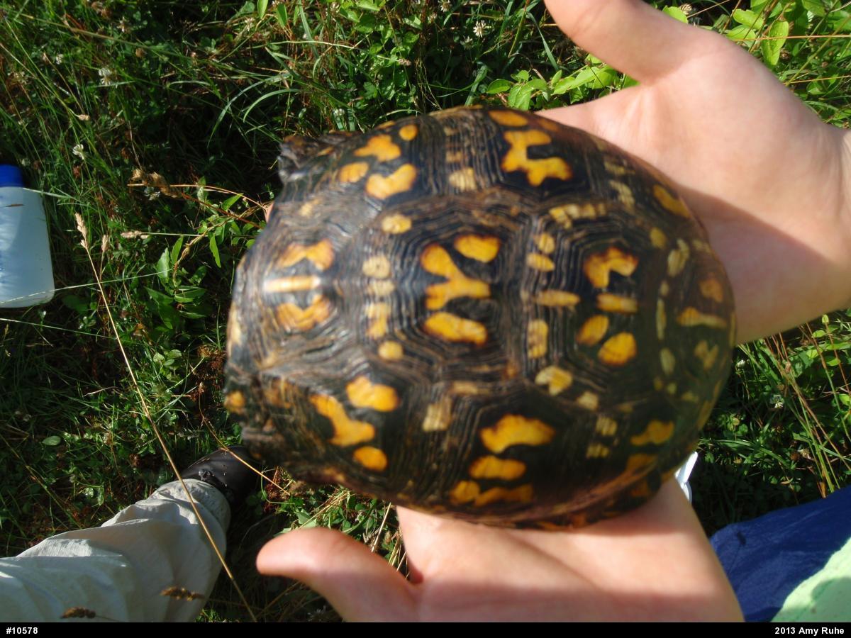Eastern Box Turtle
