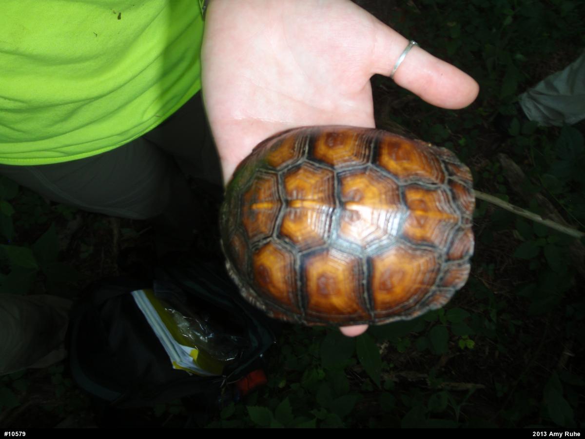 Eastern Box Turtle