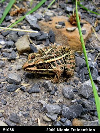 Pickerel Frog