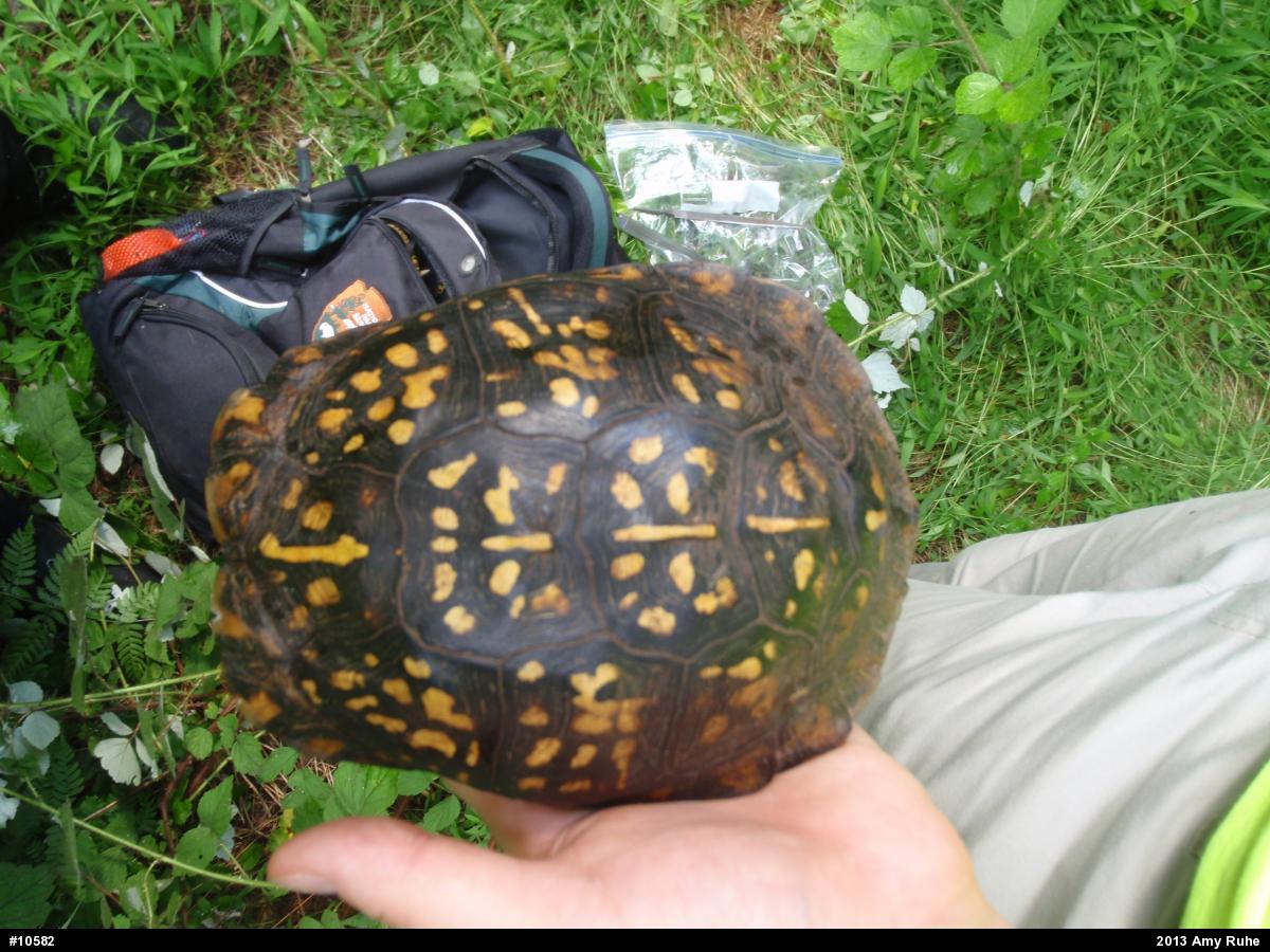 Eastern Box Turtle